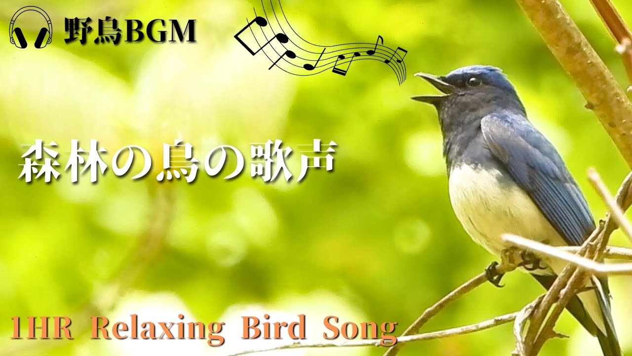 【作業用BGM / 鳥のさえずり】北海道の森林の鳥の鳴き声一覧　春編 Bird Songs - 1 HOUR of Birds Singing in the Forest/自然音/雪解け水/鳥の鳴き声