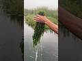 Slicing canadian waterweed beneath the stream’s gentle flow #canadianwaterweed #waterweed #itkshorts