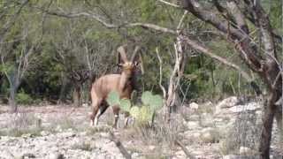 Rancho El Puerto Native & Exotic Game