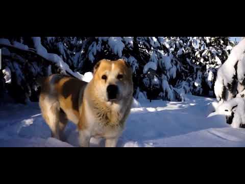 ქართული ნაგაზი მგლის წინააღმეგ-georgian shepherd VS wolf