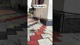 His Laughjack Russell Terrier