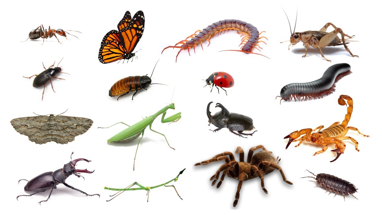 Pet Insects In English Language | Types of Pet Insects | Insects That You Can Keep As Pets