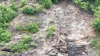 Mountain Goat chased by Bear high in cliffs above the ocean