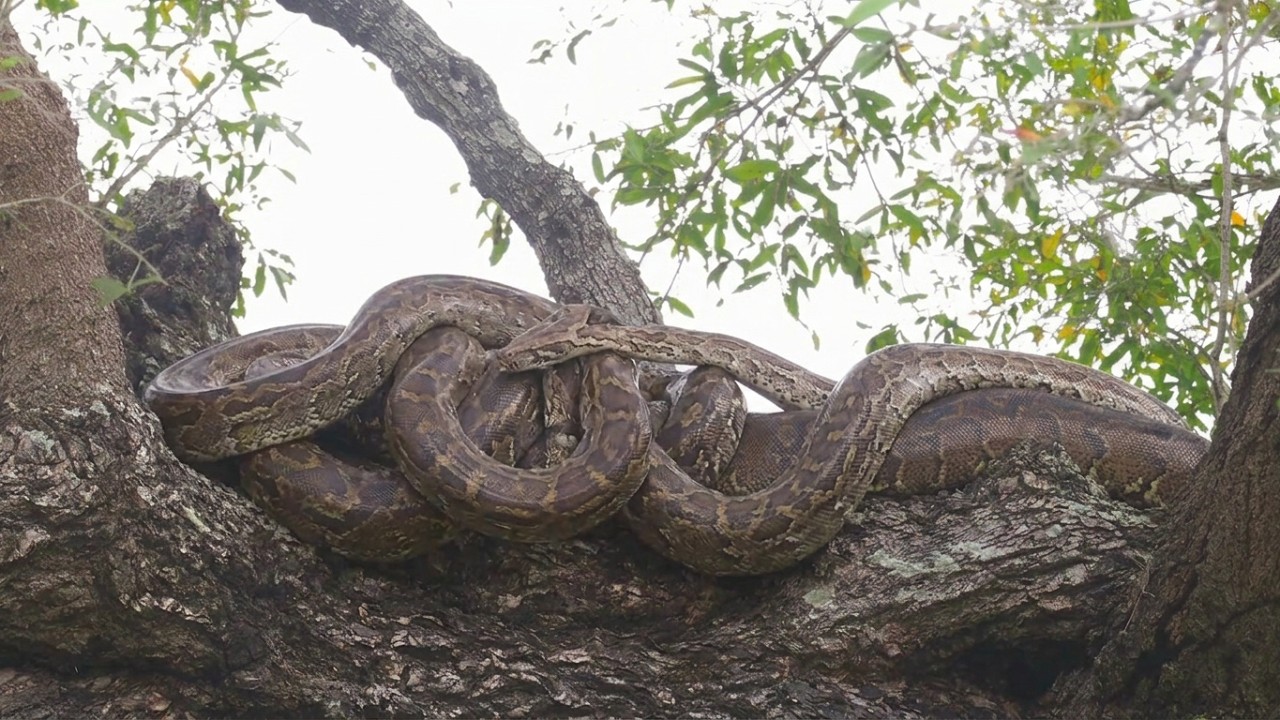 Witnessing a Rare Wild Python Breeding Ball in the Kruger National Park with @PKSafaris
