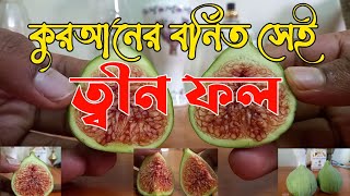 কুরআনের বর্নিত সেই ত্বীন ফল খেলাম l ELAN MEDIA 2023