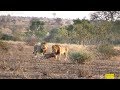 Zebra Trying To Give Birth - Watch What Happens Next In Nature