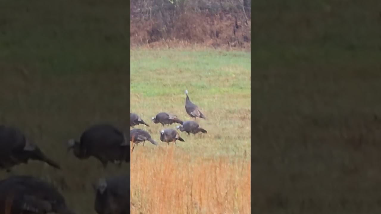 Turkeys enjoying the day
