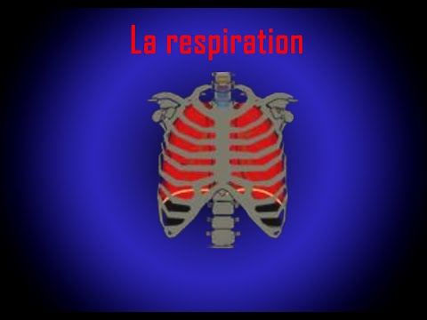 Comment se passe la respiration ? (grâce au logiciel : Respiration)