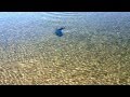 Mahi Mahi fish beaches itself right in front of the camera man (Video)