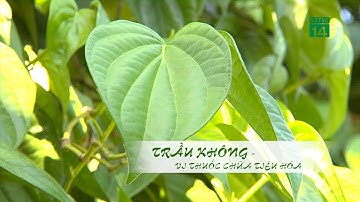 Trầu không _ Vị thuốc chữa tiêu hóa| VTC14