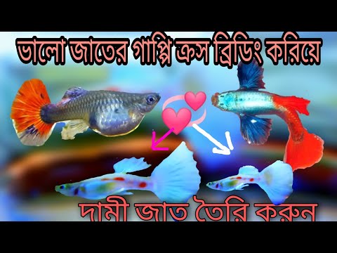 ভিডিও: বৈচিত্র্যময় ফিশ অ্যাকোয়ারিয়াম তৈরি করা হচ্ছে