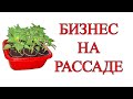 Рассада как бизнес