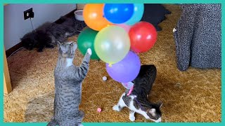 Wicket tries to take the balloons with him! Birthday playtime with Frankie, Mamma and Tootsie.