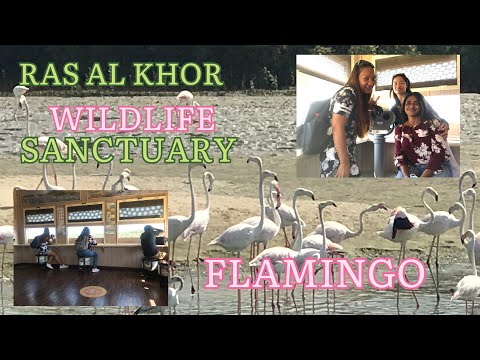 FLAMINGO | DUBAI | RAS AL KHOR WILDLIFE SANCTUARY