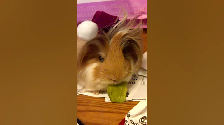 Professor Timothy at Christmas