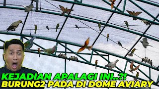 SYOKK..! TEREKAM JELAS BURUNG INI SELALU NEMPEL DI DOME AVIARY..!  EH TERNYATA...