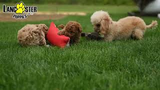 Lively Toy Poodle Puppies by Lancaster Puppies 101 views 4 days ago 1 minute, 1 second