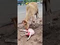 #jaigaumata 🙏#jaishreeram 🙏#animalovers #saveanimals #animals #cow #krishna #mahadev #shortvideo