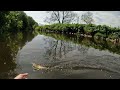 Brown trout on the dry fly on the Ballinderry river