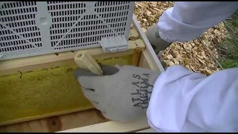S2E2 2016 Installing package of bees