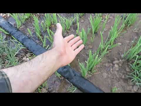 نحوه آبیاری و نکات سبزی کاری تره ترخون تربچه