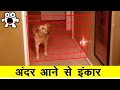 जब पालतू जानवरों को अदृश्य चीज़े दिख गयी । Times Pets Saw Things Their Owners Couldn’t