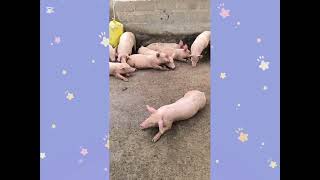 Mes Conseils Pour Bien Nourrir Vos Porcs