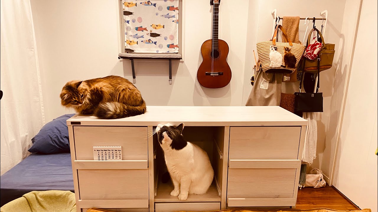 模様替えと猫/Rearranging furniture and cats【日々是猫218】 YouTube
