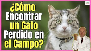 🆘 ¿CÓMO ENCONTRAR UN GATO PERDIDO EN EL CAMPO? 🆘 by VETERINARIO GRATIS 7,471 views 2 weeks ago 4 minutes, 40 seconds