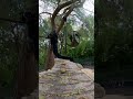 Binturong Snack Heist 🍅