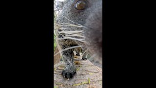 Binturong Snack Heist π
Binturongs, often called bearcats, use sharp teeth and powerful jaws to munch through fruit, leaves, and other favorite treats. With a prehensile tail that functions like an extra hand, this shaggy, tree-dwelling friend is full of surprises.
#atara #binturong #sdzsafaripark Binturong Snack Heist π