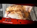 Смешные КОТЫ #31 / Лучшие приколы 2020 / Funny cats.