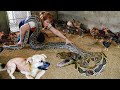 Giant python attack chicken farm while harvest banana goes to the market sell  free new life