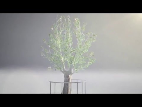 The Survivor Tree — Bob's Market and Greenhouses