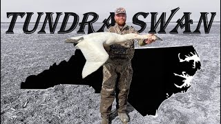 Hunting Tundra Swans in North Carolina!!!