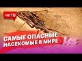 10 самых опасных насекомых в Мире