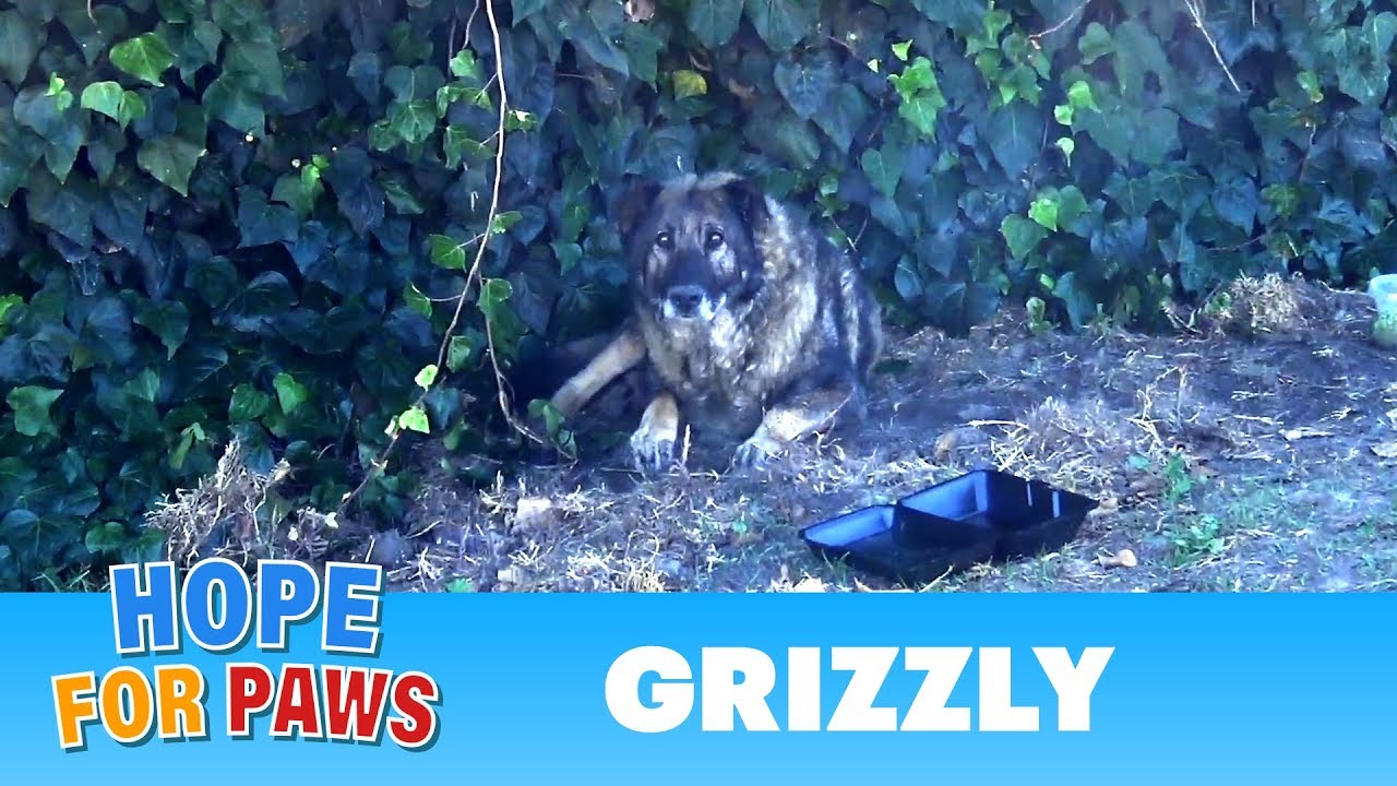 Senior German Shepherd abandoned by his owners.  I just don't understand this behavior  :-(