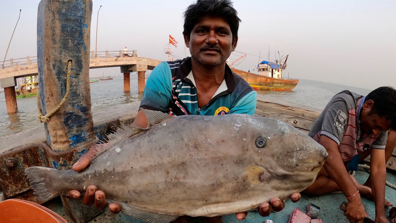 पाप्लेट माश्या चे चवी सारखा चप्पल मासा | Leather Jacket Fish Cutting ...