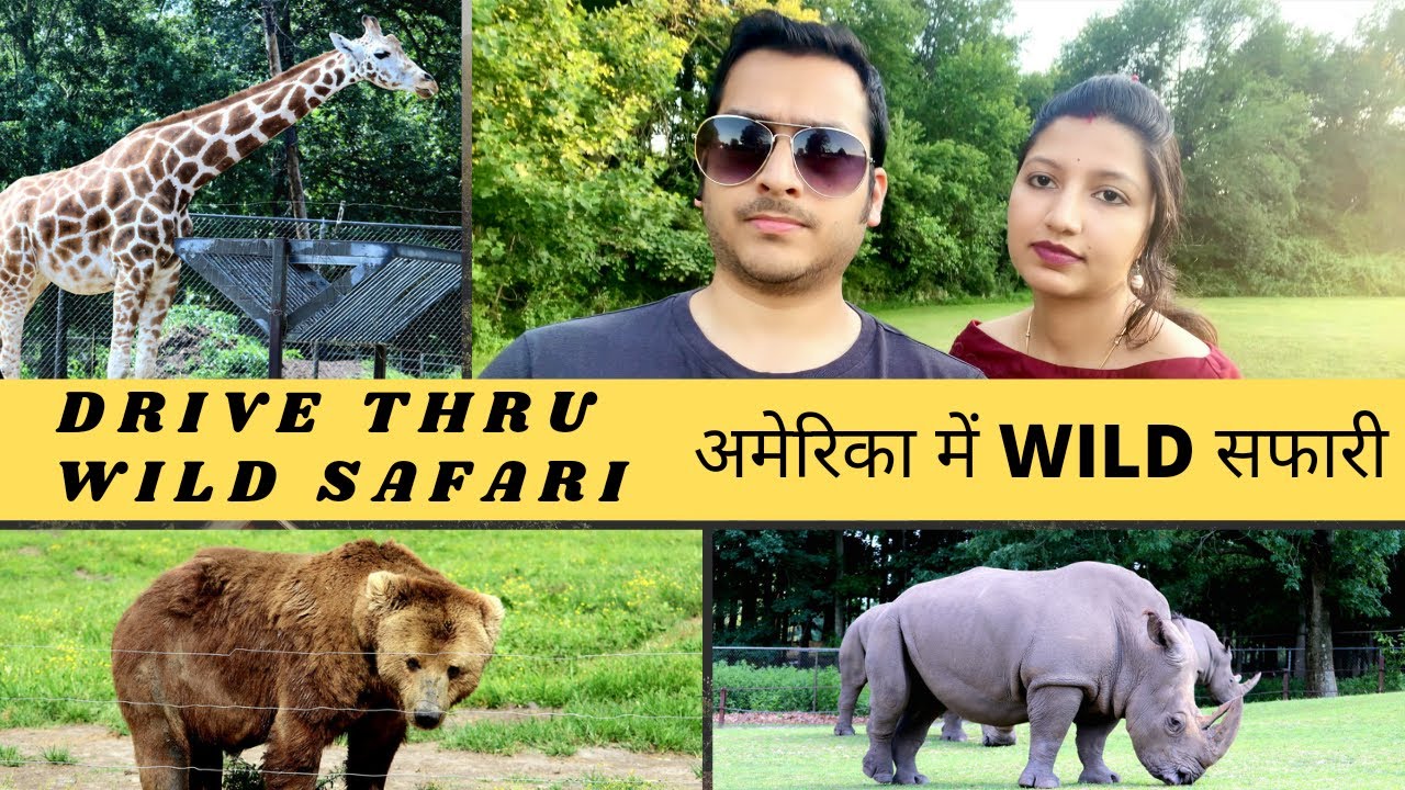 WILD SAFARI IN अमेरिका DRIVETHRU SAFARI EXPERIENCE IN AMERICA USA