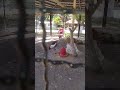 حديقة الحيوانات بن عكنون الجزائر حديقة الحيوانات بن عكنون الجزائر