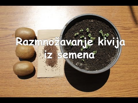 Video: Kako Uzgajati Kivi (kod Kuće Iz Sjemena, Sjemena, Itd.) + Video I Fotografije