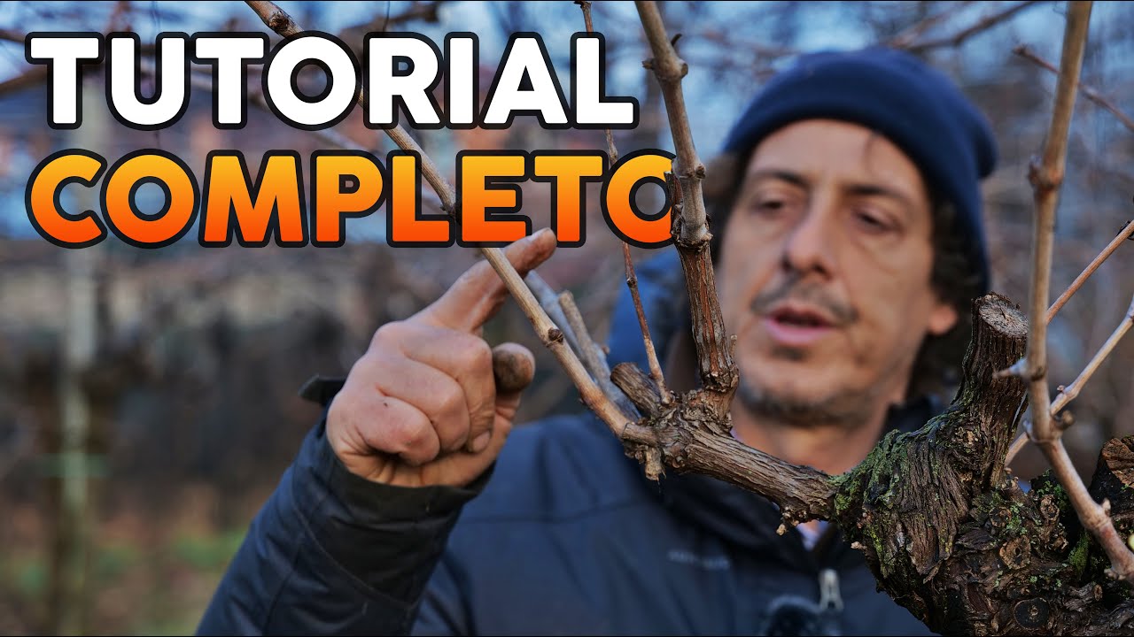 POTARE la vite a PERGOLA: SPERONE e CAPO A FRUTTO spiegati
