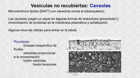 ¿Qué son las caveolas y qué función tienen?