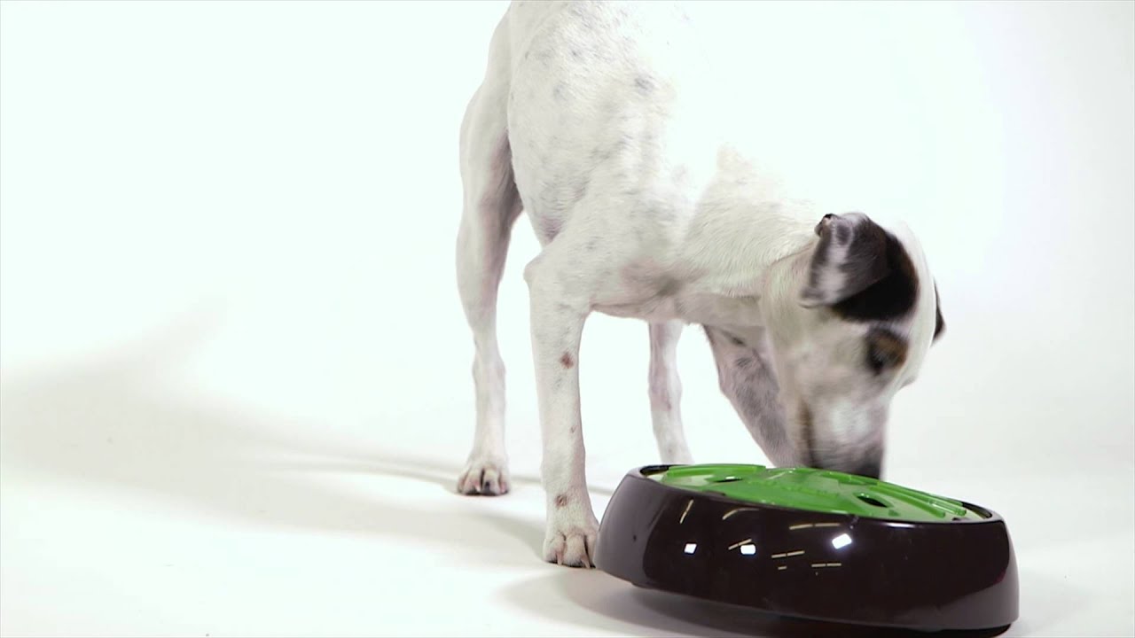 aikiou junior feeder