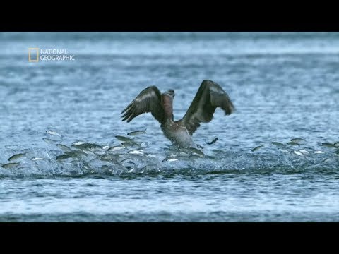 Wideo: Odkryj prawdziwą Florydę na Wybrzeżu Przyrody