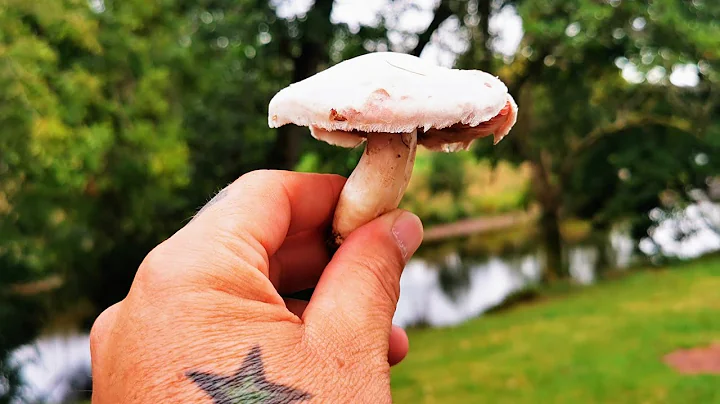 Foraging For Mushrooms. Alfresco, Foragers Omlete. Jacques Pepin Style #foraging #SRP