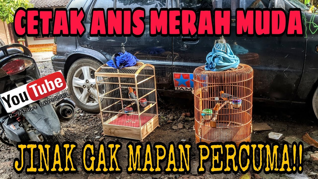CETAK ANIS MERAH BAHAN‼️PENJINAKAN ANIS MERAH MUDA HUTAN DAN TROTOLAN‼️#anismerah #dehakimschannel