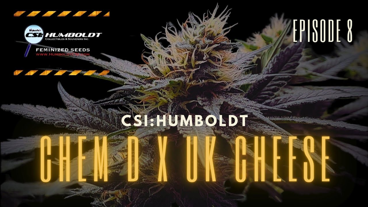 E08 - CSI Humboldt - Chem D x UK Cheese - Flower Day 40 - Living Soil Mars Hydro Led