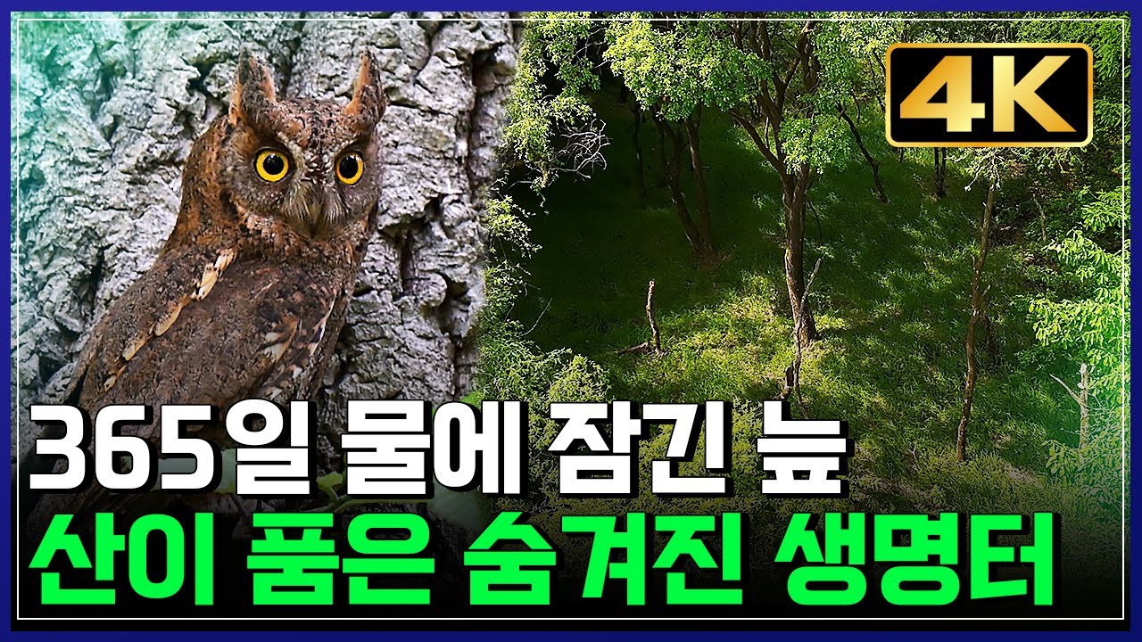 [4K 영상] 365일 물에 잠긴 늪, 산이 품은 숨겨진 생명터, 정읍 월영습지 아름다운 비경 공개 [반복재생] / YTN 사이언스