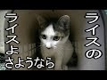 猫の去勢手術行って来ました